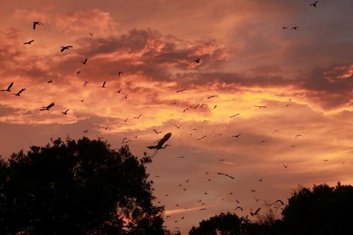 Capture the sustainable charm of Ca Mau’s ecotourism